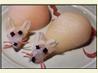 Mice " Kids & Adults Will Love!"