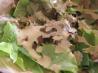 Vegan Caesar Salad Dressing