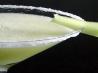 Honeydew Margarita