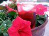 Absolutely Cranberry Smash. Recipe by RecipeNut
