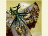 Greek Potato Skins