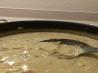 Easy White Chicken Chili. Recipe by Denibates
