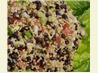 Black Bean and Millet Salad