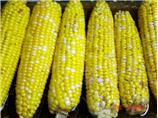 Fresh BBQ Corn With Honey Butter