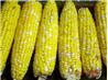 Fresh BBQ Corn With Honey Butter. Recipe by Southern Polar Bear