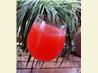 Peach Mimosa
