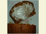 Pumpkin Bread (Low Fat)