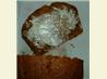 Pumpkin Bread (Low Fat). Recipe by Cynna