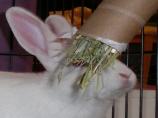 Bunny Surprise Toy