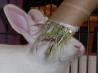 Bunny Surprise Toy