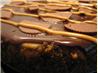 Peanut Butter Cup Cheesecake