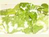 Salad Dressing for Teenage Boys (And Their Families)