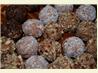 Easy Decadent Truffles