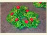 Holly Wreaths