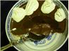 Super Simple Blender Chocolate Mousse. Recipe by kiwidutch
