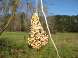 Bird Feed Cones