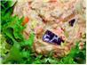Carla's Healthy Carrot & Tuna Salad. Recipe by - Carla -