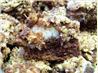 German Chocolate Upside Down Cake