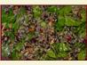 Wild Rice Salad