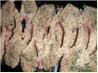 Coriander Crumbed Lamb Cutlets. Recipe by Jewelies