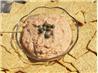 Caramelized Onion and Sour Cream Spread