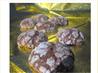 Chocolate Snowflake Cookies (Chocolate Crinkles / Crackles)