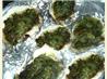 Oysters Rockefeller. Recipe by April410