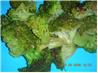 Pan-Roasted Broccoli