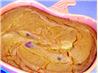 Sweet Potato Pudding. Recipe by Rita~