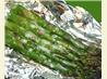 Favorite Baked Asparagus