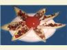 Belgian Endive Salad