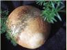Buttermilk Cheese Bread (Bread Machine)