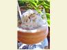 Frozen Mudslide. Recipe by Canadian Jane