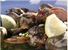 Pacific Northwest Microwbrew Steamers With Bread. Recipe by Chef PotPie