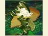 Kelly's Rich and Creamy Key Lime Pie