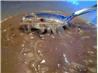 Kittencal's Onion Gravy. Recipe by Kittencalskitchen