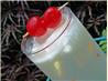 Amaretto Cow