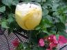 White Sangria. Recipe by carolinafan