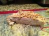 Wild Turkey Breast. Recipe by CaramelPie