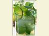 Mojito Del Sol