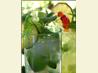 Mojito Del Sol