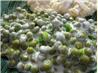 Cream Cheese and Chive Sauce (For Veggies). Recipe by Wildflour
