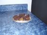 Chocolate Cinnamon Brownies. Recipe by *Parsley*