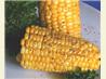 BBQ Cob of Corn With Pepper