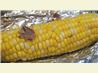 BBQ Cob of Corn With Pepper