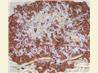 Kangaroo Bolognese Sauce