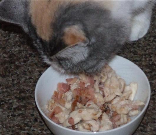 Bacon and Chicken Stir-Fry for Your Cat. Photo by Peter J