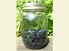 Berry Aquavit
