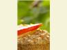 Healthy Low Fat Apple and Oatmeal Muffins
