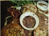 Schweinebraten-Marinated Pork Loin Chops
